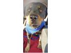 Adopt Bammie a Black Rottweiler / Mixed (short coat) dog in Amarillo