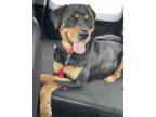 Adopt Rainy/ Girlfriend a Black Rottweiler / Mixed (short coat) dog in Amarillo