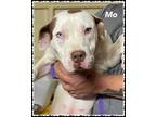 Adopt Mo a White American Pit Bull Terrier / Mixed Breed (Medium) / Mixed (short