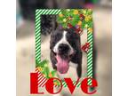 Adopt Love a Brindle American Staffordshire Terrier / Mixed Breed (Medium) /