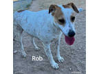 Adopt Rob a White Terrier (Unknown Type, Medium) / Mixed Breed (Medium) / Mixed