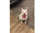Adopt Carmella\Carly a White American Pit Bull Terrier / Mixed (short coat) dog