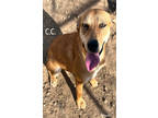 Adopt CC a Tan/Yellow/Fawn Terrier (Unknown Type, Medium) / Mixed Breed (Medium)