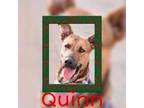 Adopt Quinn a Brindle Mixed Breed (Medium) / Mixed Breed (Medium) / Mixed (short
