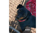 Adopt Anita a Black Rottweiler / Mixed Breed (Medium) / Mixed (short coat) dog