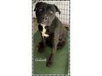 Adopt Goliath a Black American Pit Bull Terrier / Mixed Breed (Medium) / Mixed
