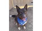 Adopt Chewy a Brown/Chocolate Australian Cattle Dog / Mixed Breed (Medium) /