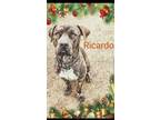 Adopt Ricardo a Brindle American Staffordshire Terrier / Mixed Breed (Medium) /