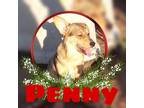 Adopt Penny a Brindle Terrier (Unknown Type, Medium) / Mixed Breed (Medium) /