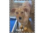 Adopt Cardi B a Tan/Yellow/Fawn Welsh Terrier / Mixed Breed (Medium) / Mixed