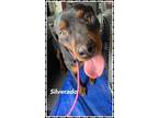 Adopt Silverado a Black Rottweiler / Mixed (short coat) dog in Amarillo