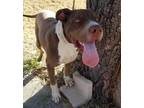Adopt kermit a Brown/Chocolate American Pit Bull Terrier / Mixed Breed (Medium)