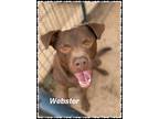 Adopt Webster a Brown/Chocolate Labrador Retriever / Mixed Breed (Medium) /