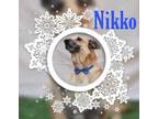 Adopt Niko a Brindle Shepherd (Unknown Type) / Mixed Breed (Medium) / Mixed