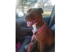 Adopt Jinger a Brindle American Staffordshire Terrier / Mixed Breed (Medium) /