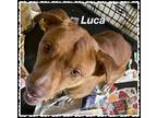 Adopt Luca a Brown/Chocolate American Staffordshire Terrier / Mixed Breed