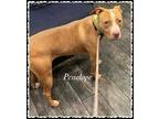 Adopt Penelope a Tan/Yellow/Fawn American Pit Bull Terrier / Mixed Breed