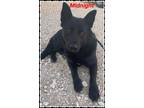 Adopt Midnight a Black German Shepherd Dog / Mixed Breed (Medium) / Mixed (short