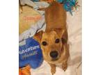 Adopt Jasmine a Tan/Yellow/Fawn Terrier (Unknown Type, Medium) / Mixed Breed