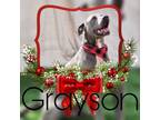 Adopt Grayson a Merle American Pit Bull Terrier / Mixed Breed (Medium) / Mixed