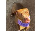 Adopt scarlet a Brindle American Pit Bull Terrier / Mixed Breed (Medium) / Mixed