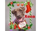 Adopt Xena a Brindle American Staffordshire Terrier / Mixed Breed (Medium) /