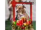 Adopt Julia a Tan/Yellow/Fawn Australian Cattle Dog / Mixed Breed (Medium) /