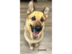 Adopt Everett a Brindle German Shepherd Dog / Mixed Breed (Medium) / Mixed