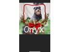 Adopt Onyx a Black Rottweiler / Mixed (short coat) dog in Amarillo