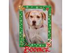 Adopt Boomer a Brindle Labrador Retriever / Mixed Breed (Medium) / Mixed (short