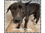 Adopt Jimmy Chew a Black Welsh Terrier / Mixed Breed (Medium) / Mixed (short