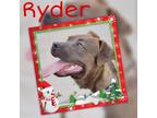 Adopt Ryder a Brown/Chocolate American Pit Bull Terrier / Mixed Breed (Medium) /