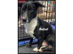 Adopt rebel a Black Welsh Terrier / Mixed Breed (Medium) / Mixed (short coat)