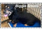 Adopt Biggie Smalls a Black Welsh Terrier / Mixed Breed (Medium) / Mixed (short