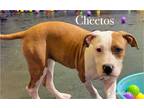 Adopt Cheetos a Brindle Boxer / Mixed Breed (Medium) / Mixed (short coat) dog in