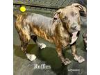 Adopt Ruffles a Brindle Boxer / Mixed Breed (Medium) / Mixed (short coat) dog in