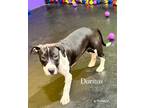 Adopt Doritos a Black Boxer / Mixed Breed (Medium) / Mixed (short coat) dog in