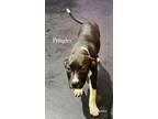Adopt Pringles a Black American Pit Bull Terrier / Mixed Breed (Medium) / Mixed