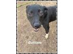 Adopt Buttons a Black Australian Cattle Dog / Mixed Breed (Medium) / Mixed