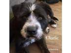 Adopt Charlie a Black Terrier (Unknown Type, Medium) / Mixed Breed (Medium) /