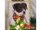 Adopt Roxy a Tan/Yellow/Fawn American Staffordshire Terrier / Mixed Breed