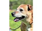 Adopt Garcy a Red/Golden/Orange/Chestnut Mixed Breed (Small) / Mixed Breed