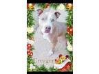 Adopt Cregor a Tan/Yellow/Fawn American Staffordshire Terrier / Mixed Breed