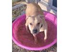 Adopt Layla a Tan/Yellow/Fawn American Staffordshire Terrier / Mixed Breed