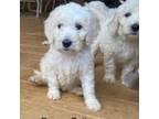 Goldendoodle Puppy for sale in Pinnacle, NC, USA