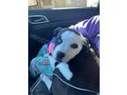Adopt Pluto a White American Pit Bull Terrier / Mixed Breed (Medium) / Mixed