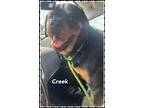 Adopt Creek a Black Rottweiler / Mixed Breed (Medium) / Mixed (short coat) dog