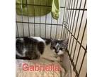 Adopt Gabriella a Gray or Blue Domestic Shorthair / Mixed Breed (Medium) / Mixed
