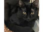 Adopt Shishito a All Black Domestic Shorthair / Mixed (short coat) cat in