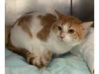 Adopt Harris (Bonded to Hubert) a White Domestic Shorthair / Mixed Breed